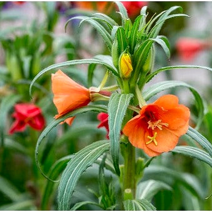 Orange Evening Primrose Seeds for Planting [neera-v5-ab0fd734b3f33d3fa508]