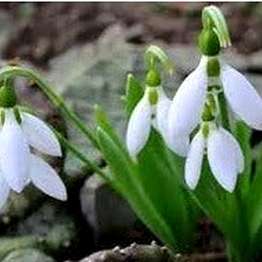 Galanthus Flower Seeds for Planting [neera-v5-ab14b755f0ad815e76fa]