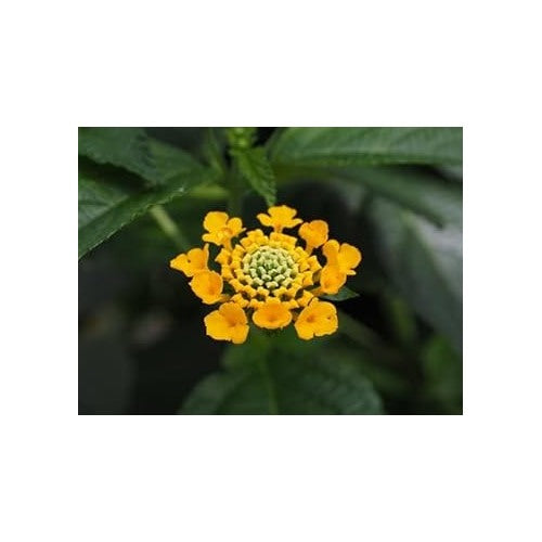 Yellow Verbena Flower Seeds for Planting [neera-v5-ab1612b5a3af090a4934]
