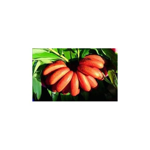 Red Banana Fruit Seeds for Planting [neera-v5-ab179708c239602e84cd]