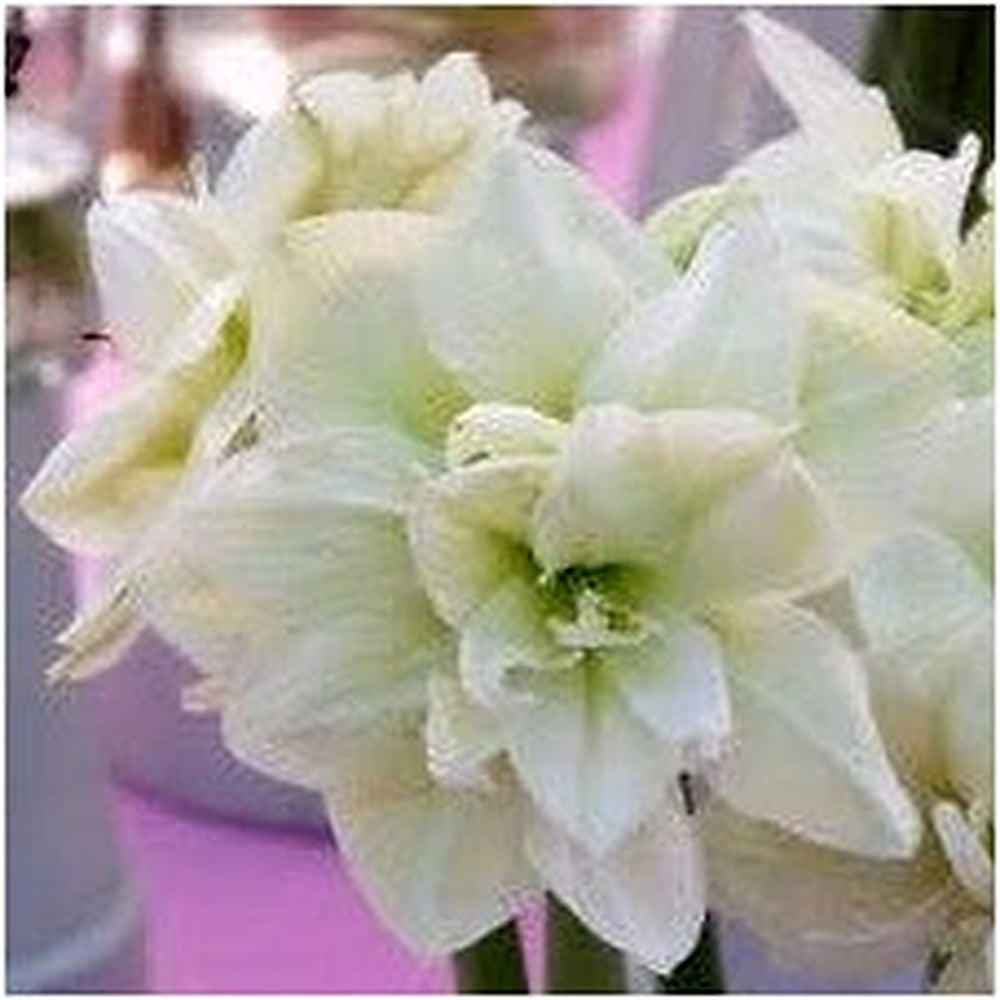 White Amaryllis Flower Seeds for Planting [neera-v5-ab1fdf2fc2fed4fbeaee]