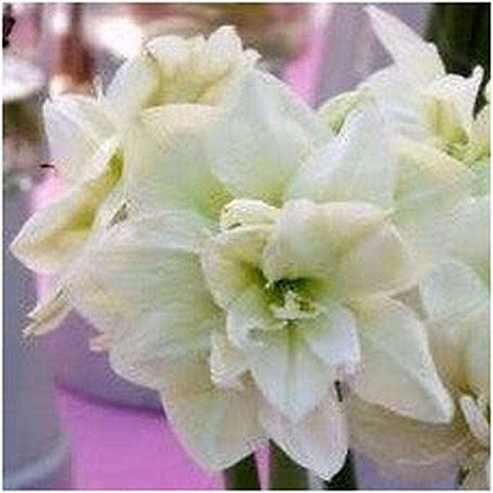 White Amaryllis Flower Seeds for Planting [neera-v5-ab1fdf2fc2fed4fbeaee]