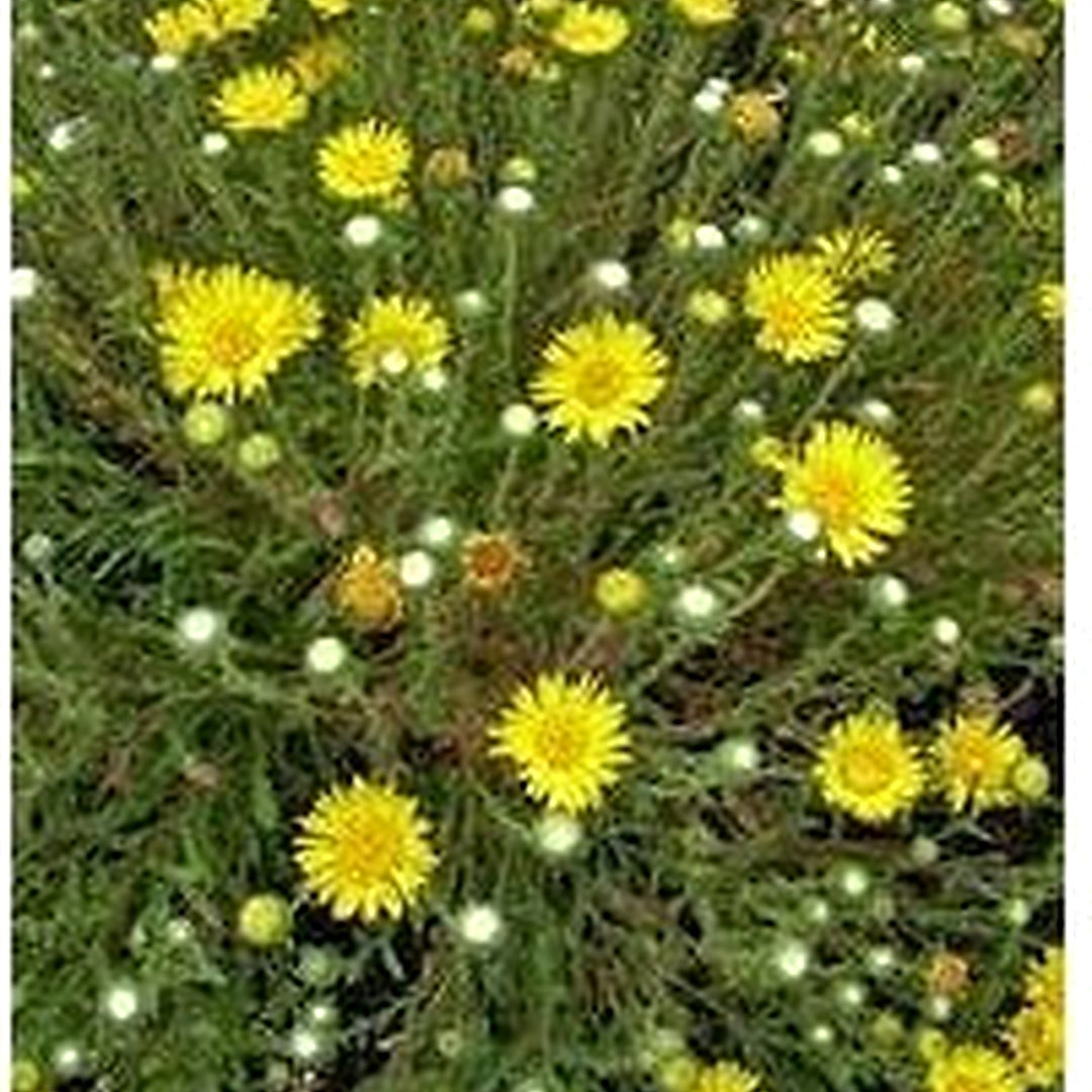 Organic Heirloom Grindelia Flower Seeds for Planting [neera-v5-ab275a8436a55dbd5994]