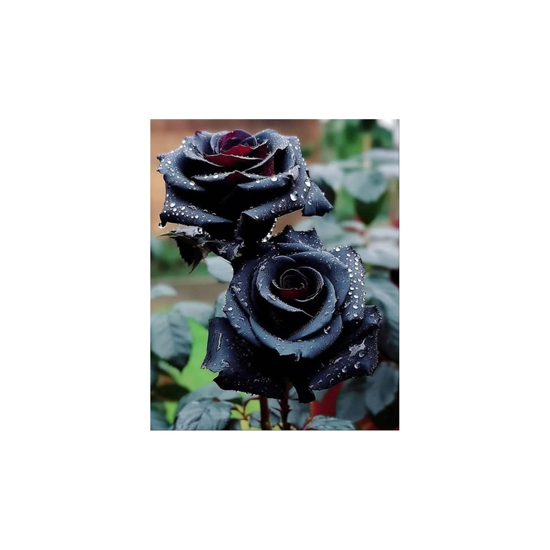 Rose Bush Flower For Planting Heirloom Non Gmo For Garden Landscaping Flower Seeds for Home Garden [neera-v5-ab2a2c273ad97650191e]