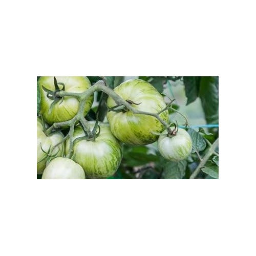 Tomato Seeds for Planting [neera-v5-ab2f0b161a972d3e340f]