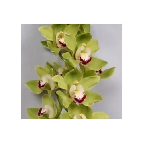 Light Green Orchid Flower Seeds [neera-v5-ab31dcb82b07aeedf825]