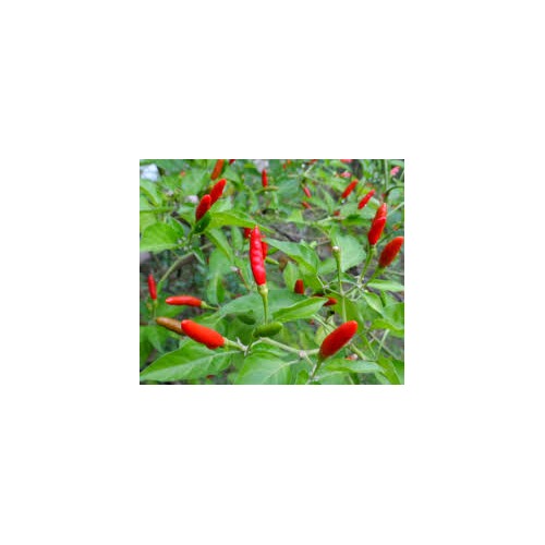 Heirloom Non-GMO Thai Hot Pepper Seeds for Home Garden Planting [neera-v5-ab35a70912c62917a71b]