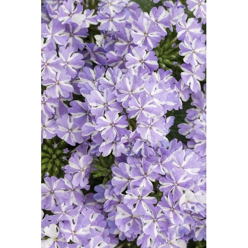Lavender White Verbena Flower Seeds [neera-v5-ab49ebdce16ed554a397]