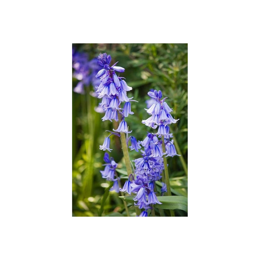 Heirloom Non Gmo Bluebell Flower For Planting Unique Bell Shaped Blooms For Woodland Gardens Flower [neera-v5-ab4ea2fd24f7431f778c]