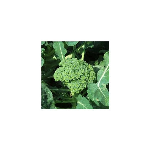 Goliath Broccoli Seeds for Planting [neera-v5-ab5ed7b49c3968c3a717]