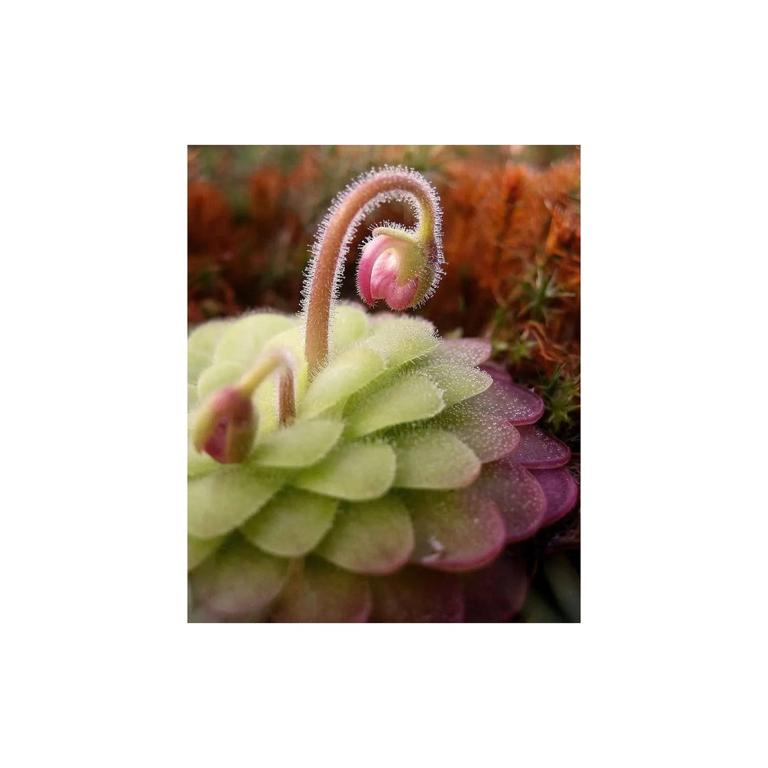 Butterwort Flower For Planting Flower Seeds for Home Garden Planting, Landscape Organic Blooming [neera-v5-ab6fa3cc072b2a97645b]