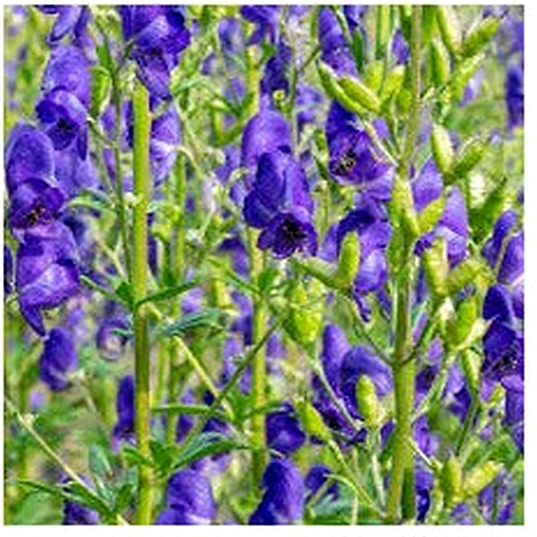 Organic Heirloom Aconitum Flower Seeds for Planting [neera-v5-ab8039e1c9eecd2ad98c]