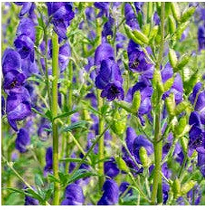 Organic Heirloom Aconitum Flower Seeds for Planting [neera-v5-ab8039e1c9eecd2ad98c]