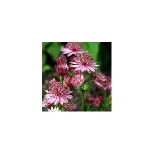 Masterwort Flower Seeds for Garden [neera-v5-ab87947c230dac8a0453]