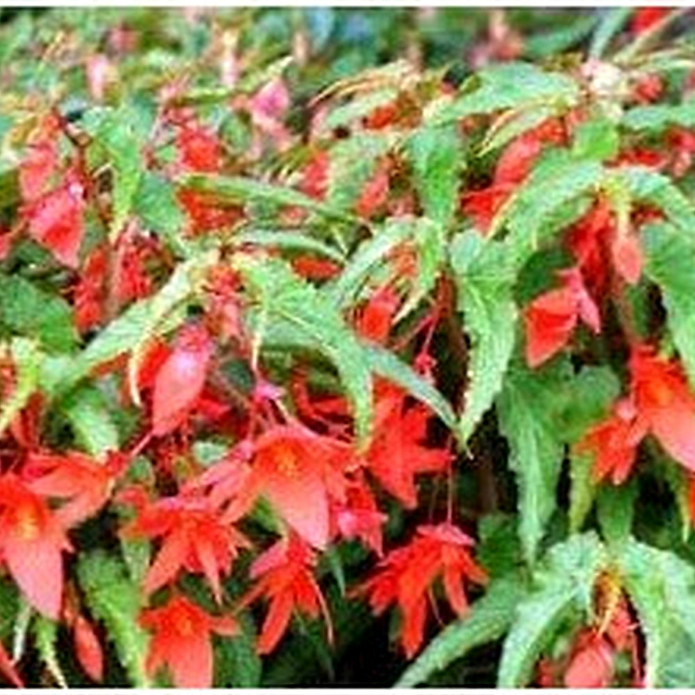 Boliviensis Flower Seeds for Planting [neera-v5-ab87b388dc380a28e769]
