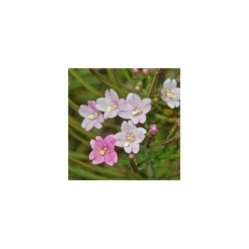 Epilobium Flower Seeds for Planting [neera-v5-ab8f21b875e057571380]