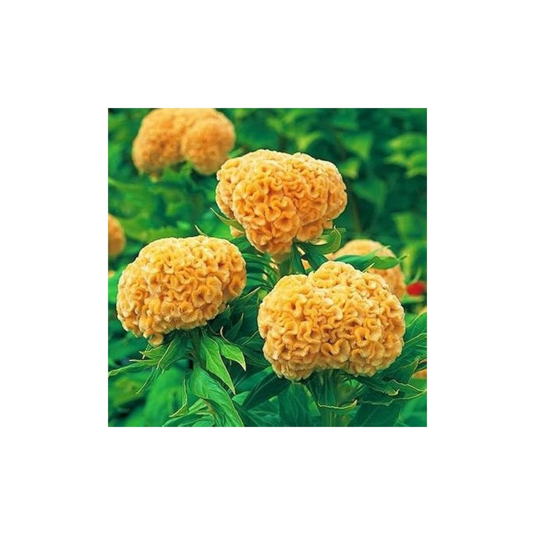 Yellow Cockscomb Celosia Cristata Flower For Planting In Home Garden Decorative Borders Flower [neera-v5-ab94c7635b6befd1e62b]