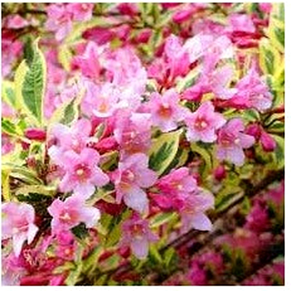 Horse Chestnut Flower Seeds [neera-v5-aba0d10e12ada9dc30cb]