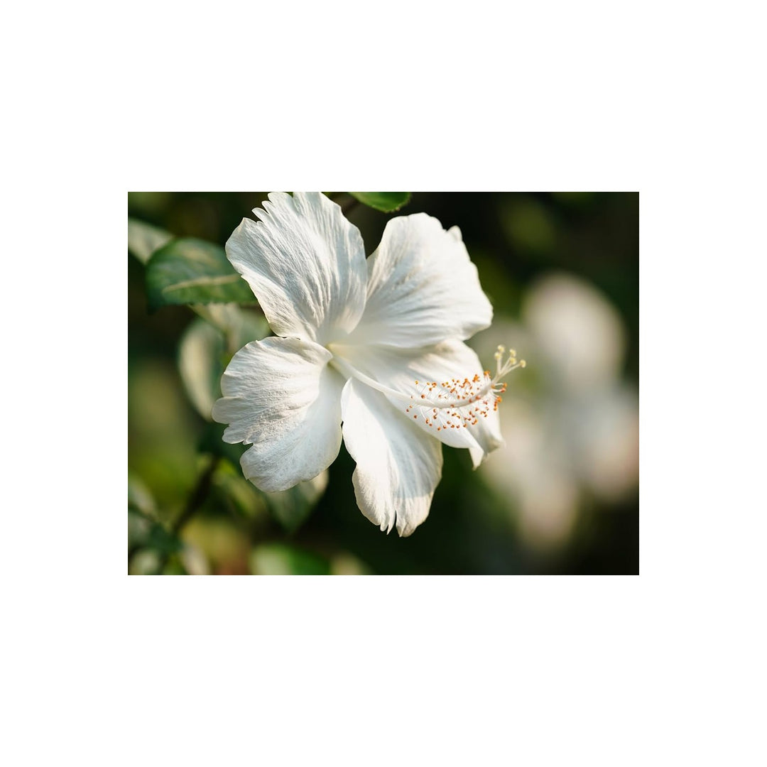White Maroon Hibiscus Hibiscus Syriacus Flower For Ornamental Garden And Seasonal Color Accents [neera-v5-aba39a2dd40f9c0b7c6b]