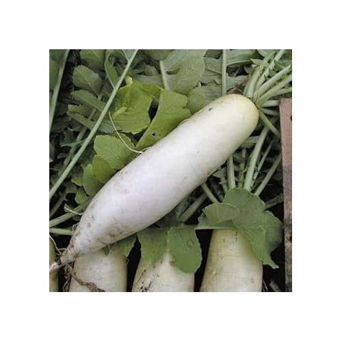 Radish Seeds for Planting [neera-v5-aba55e8f1e4325abbbe5]