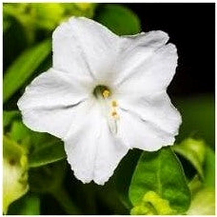 Heirloom Non-GMO White Four O&