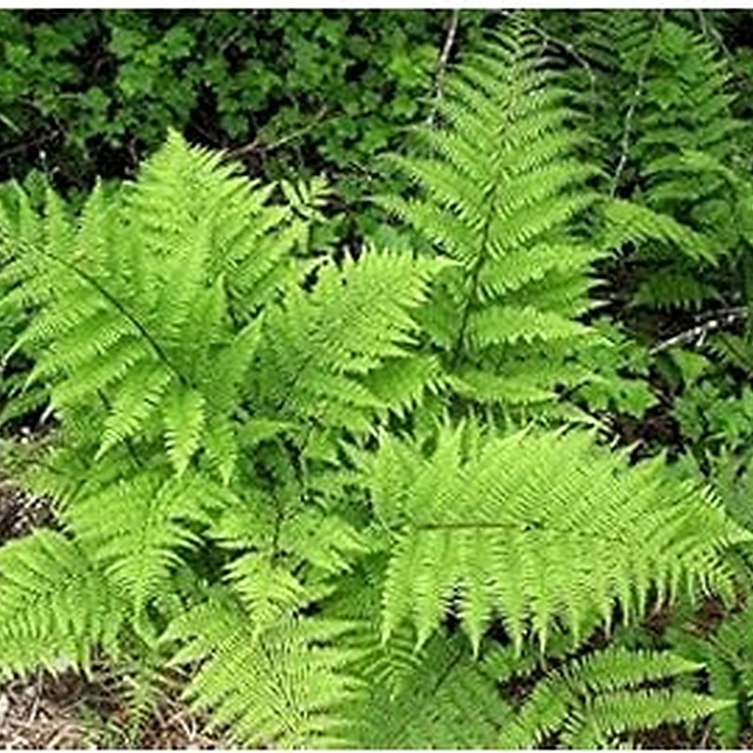 Heirloom Non-GMO Light Green Fern Seeds for Planting [neera-v5-abb5edb38d13788829e2]