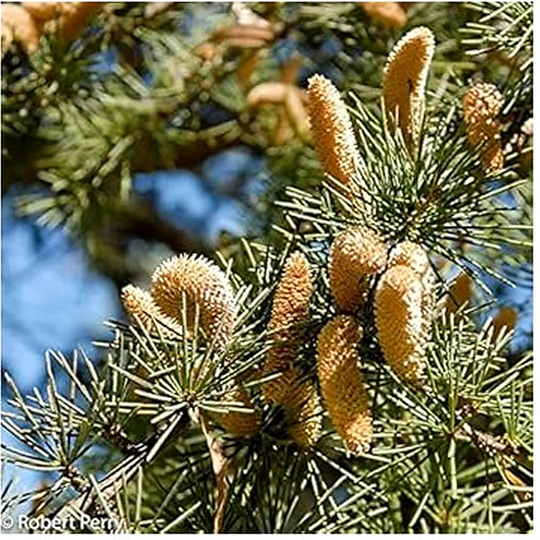Grow majestic Himalayan Cedars with Cedrus Deodara tree seeds [neera-v5-abbe57b5c7ea26bbdf9d]