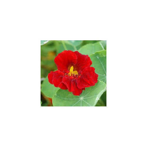 Red Nasturtium Tropaeolum Majus Easy Grow Flower Flower Seeds for Home Garden Planting, Fragrant [neera-v5-abc306d6b45916252bd8]