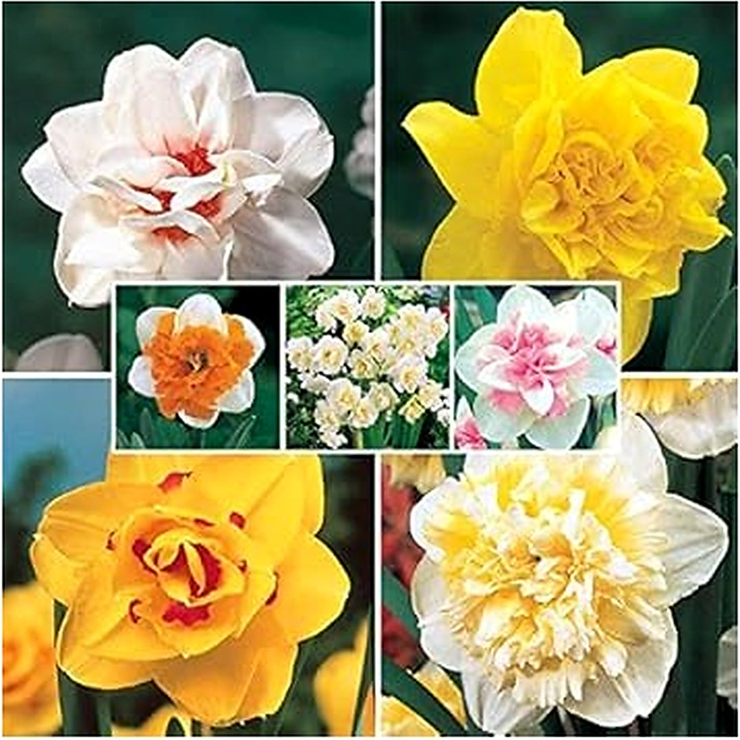 Mixed Double Petal Narcissus Flower Seeds for Planting [neera-v5-abcb0116b94f163efb26]