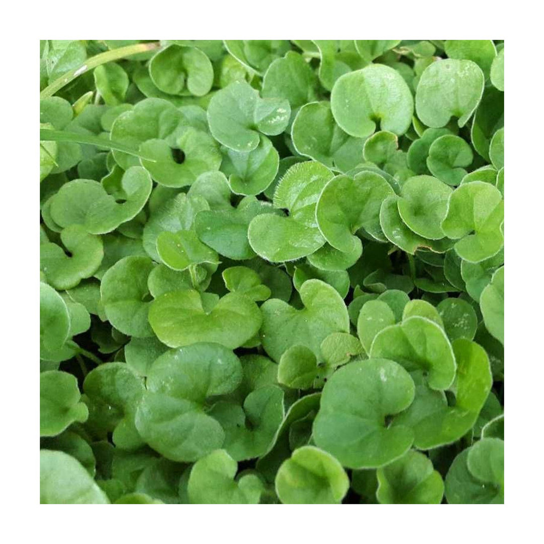 Dichondra Plant Heirloom Non Gmo Lush Ground Cover Garden And Landscape Planting Flower Seeds [neera-v5-abfb72a2d028f57bcaa7]