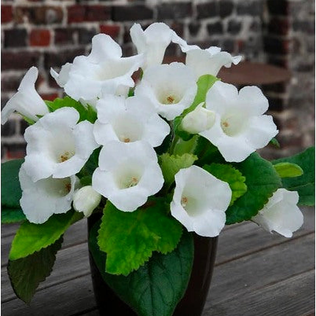 White Gloxinia Flower Seeds for Planting [neera-v5-ac03b965779a02738eda]