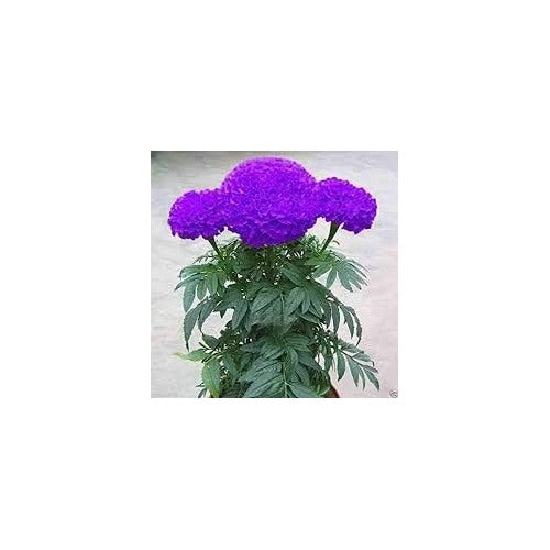 Organic Heirloom Dark Violet Marigold Flower Seeds [neera-v5-ac08eaaa45fc1f65570e]