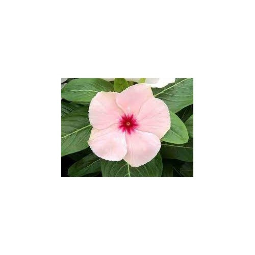 Titan Apricot Rosea Periwinkle Vinca Seeds for Planting [neera-v5-ac1157eee3e239529ebf]