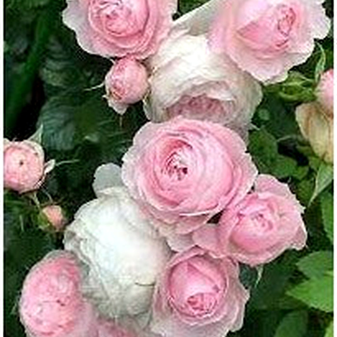 Light Pink Polyantha Rose Plant Seeds for Garden [neera-v5-ac115888b268133b9a67]