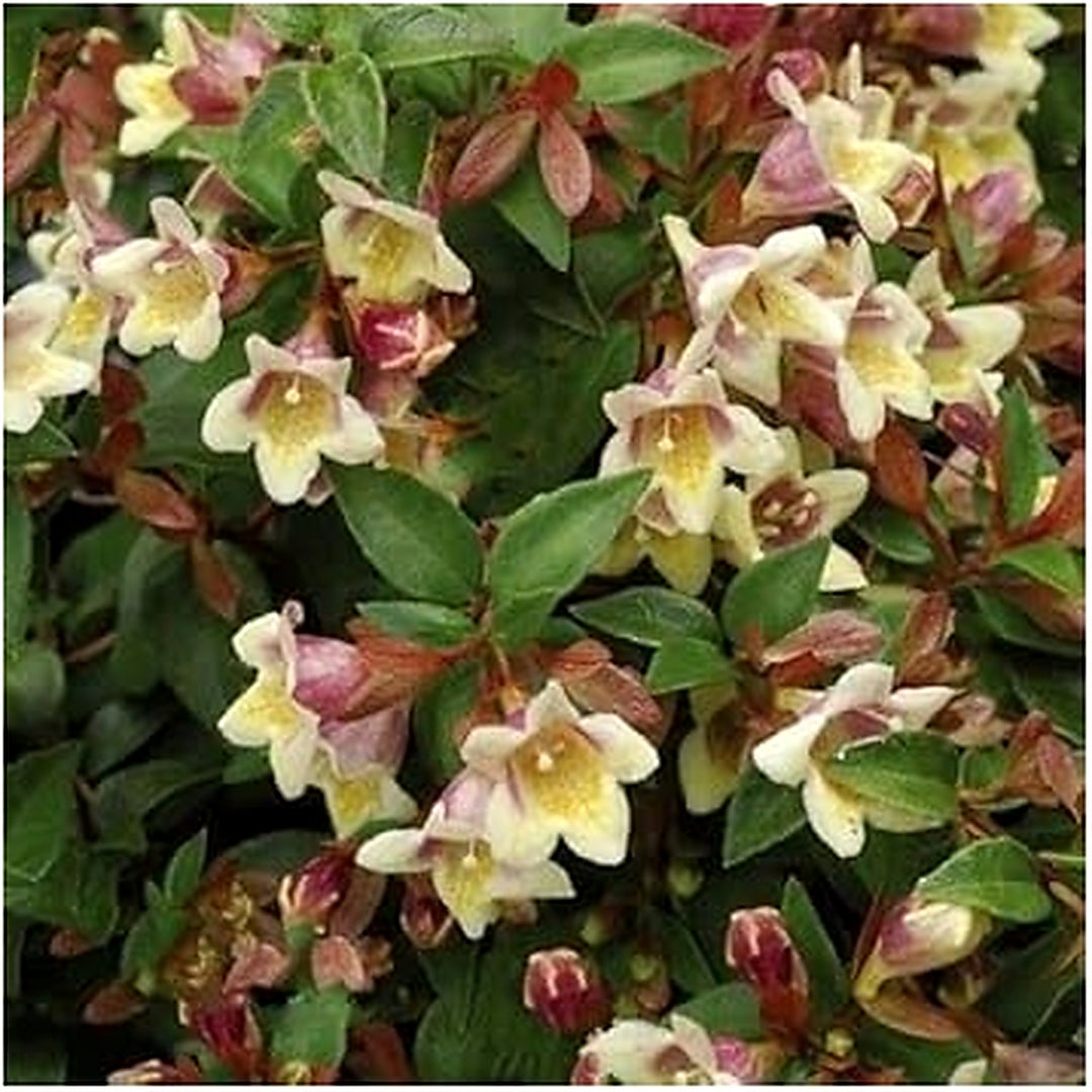 Organic Heirloom Non-GMO White Abelia Seeds for Planting [neera-v5-ac12b65cbd03f756a421]