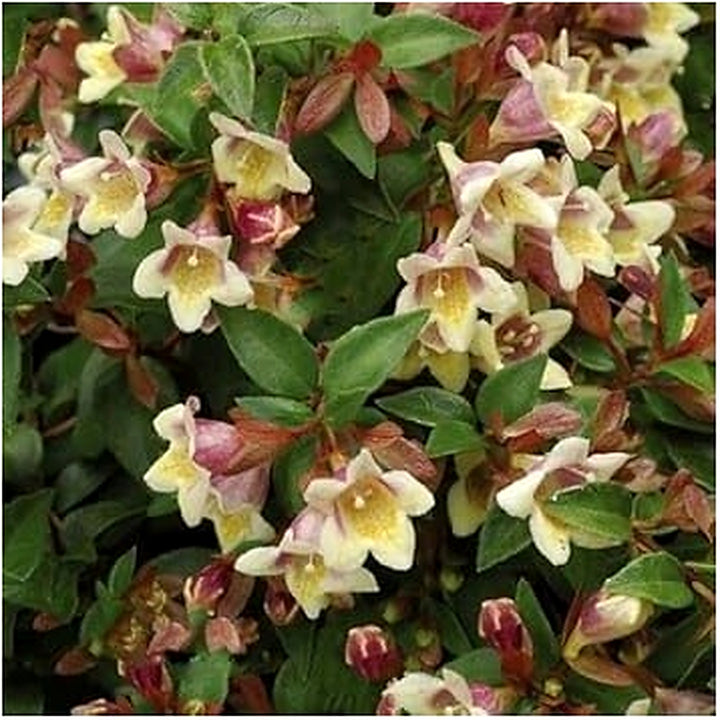 Organic Heirloom Non-GMO White Abelia Seeds for Planting [neera-v5-ac12b65cbd03f756a421]