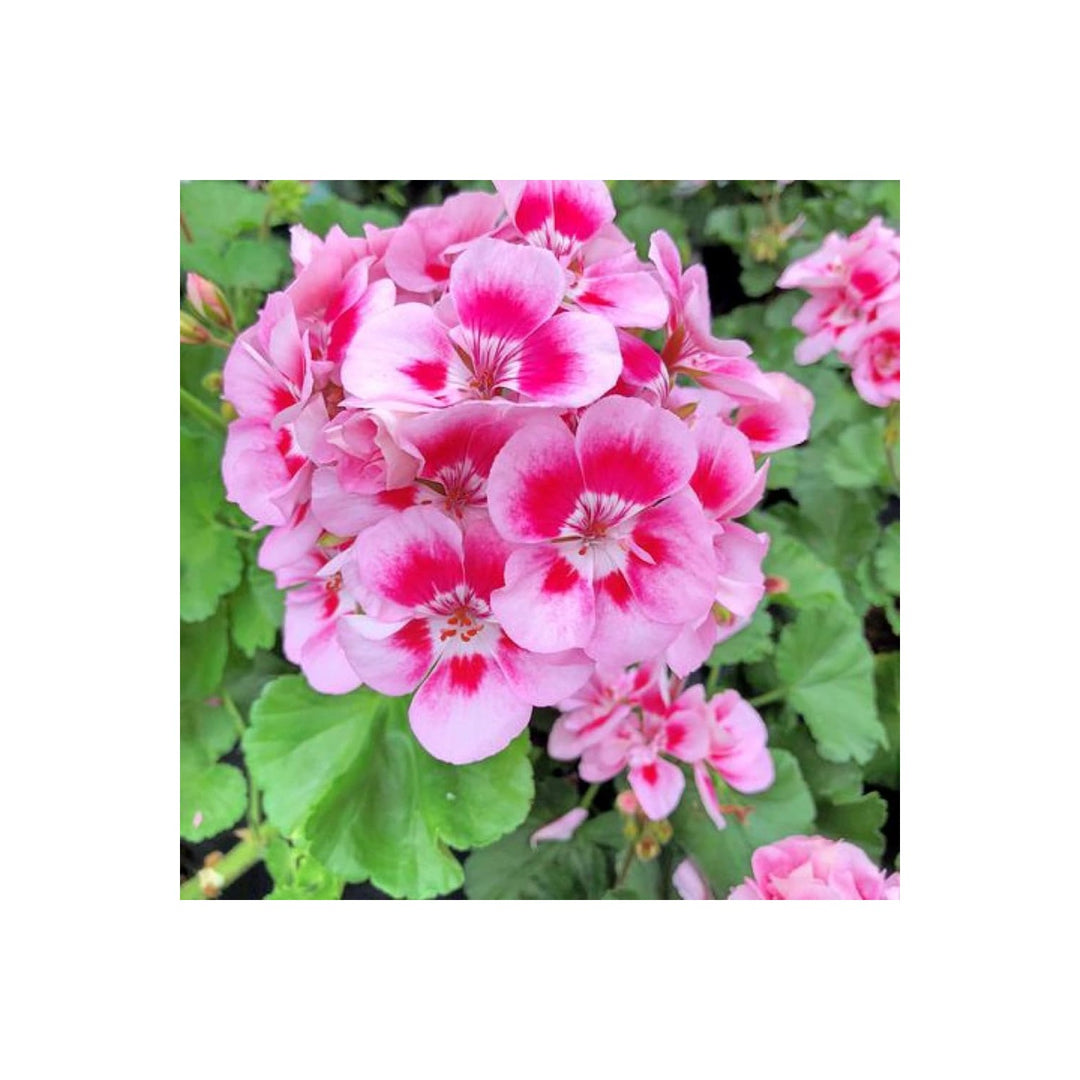 Peach Geranium Pelargonium Heirloom Non Gmo For Planting Flower Seeds for Home Garden Planting, [neera-v5-ac1301d4bd43938125d7]