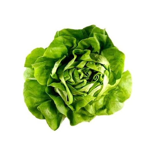 Green Bibb Seeds for Planting [neera-v5-ac1bfb1568e1548885b9]