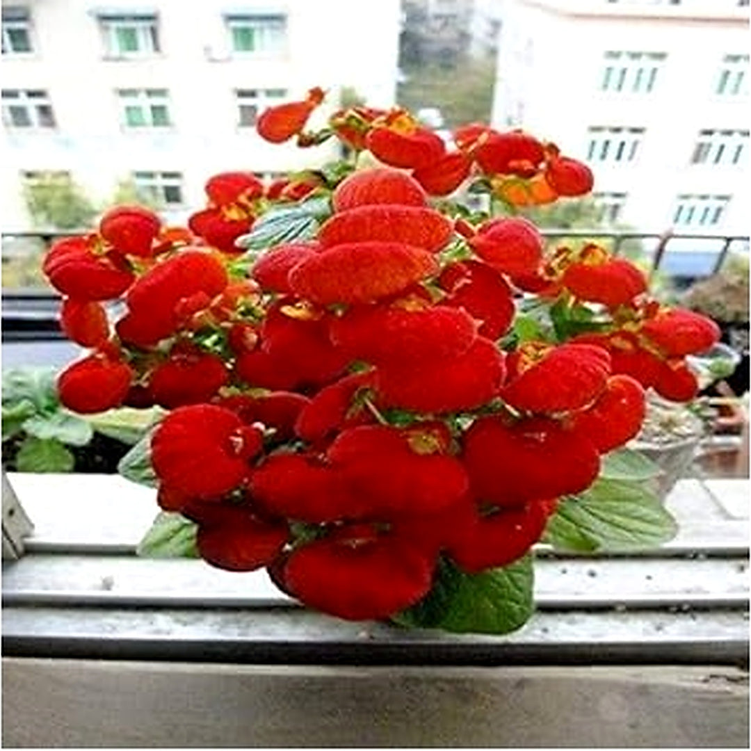 Heirloom Non-GMO Calceolaria Flower Seeds [neera-v5-ac1db323cd4e35fccb97]