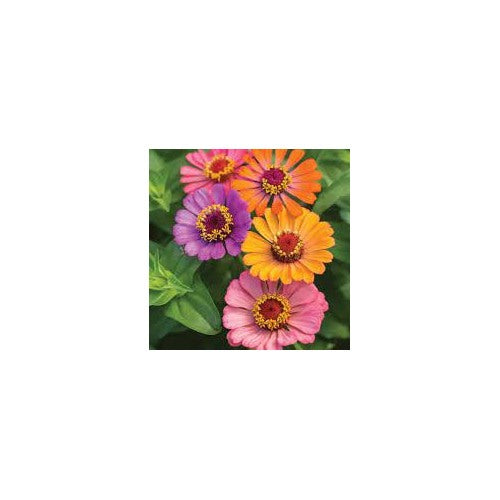 Single Petal Zinnia Mix Flower Seeds for Planting [neera-v5-ac28a232903da7144c9a]