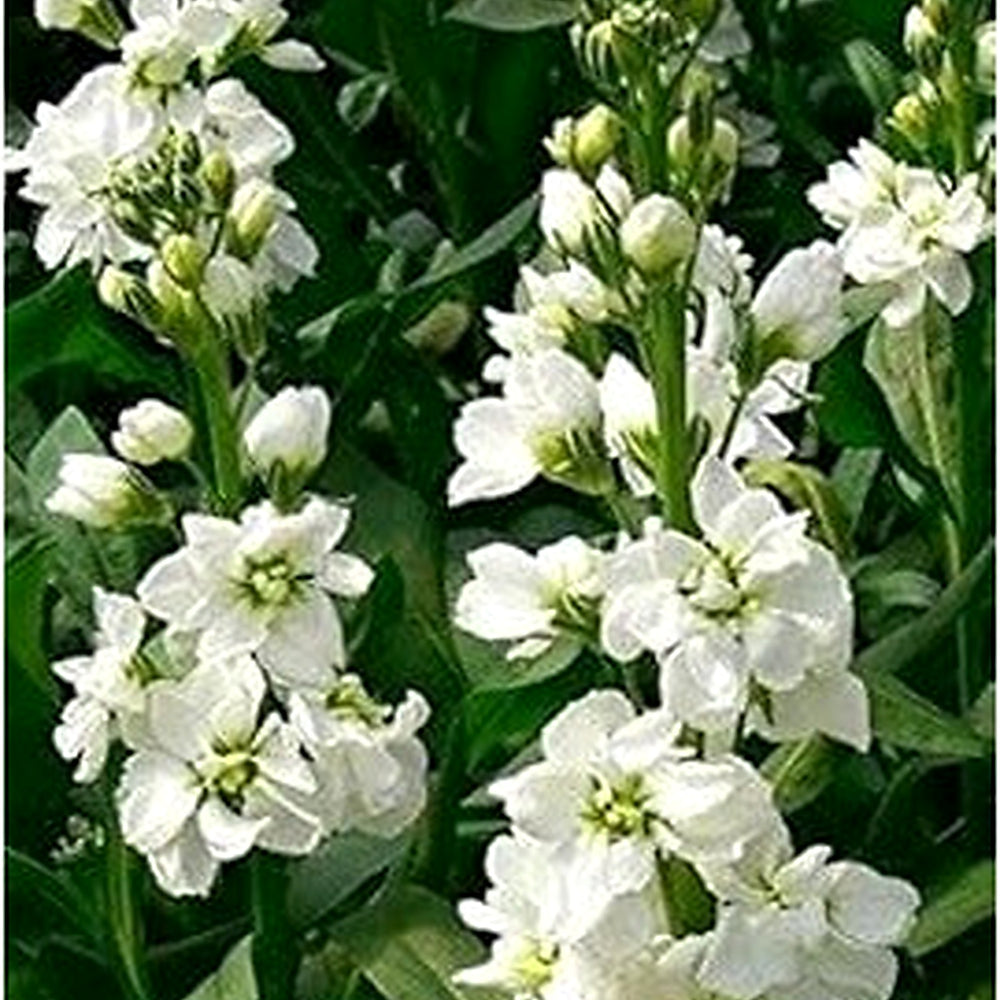 Heirloom Non-GMO White Evening Stock Flower Seeds for Planting [neera-v5-ac2a8f792658a35135c2]