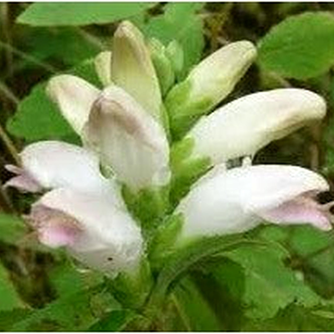 Chelone Glabra Flower Seeds [neera-v5-ac2b0390ae8133ef7893]