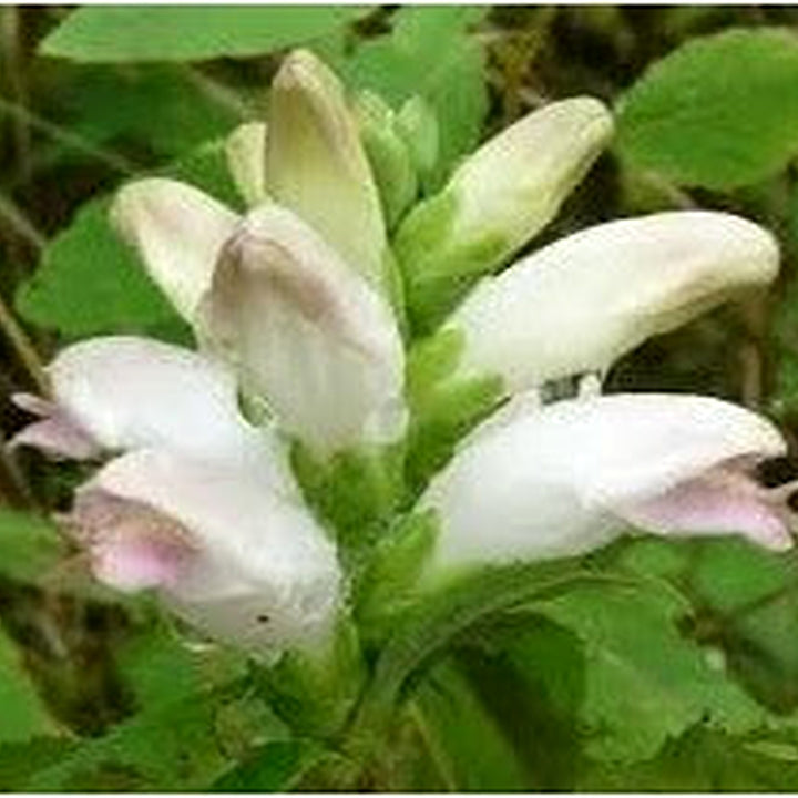 Chelone Glabra Flower Seeds [neera-v5-ac2b0390ae8133ef7893]