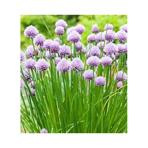 Onion Chives Planting Non Gmo Heirloom Wedding Favors Flower Seeds Home Garden Planting, [neera-v5-ac34d9eb99f322717f9f]
