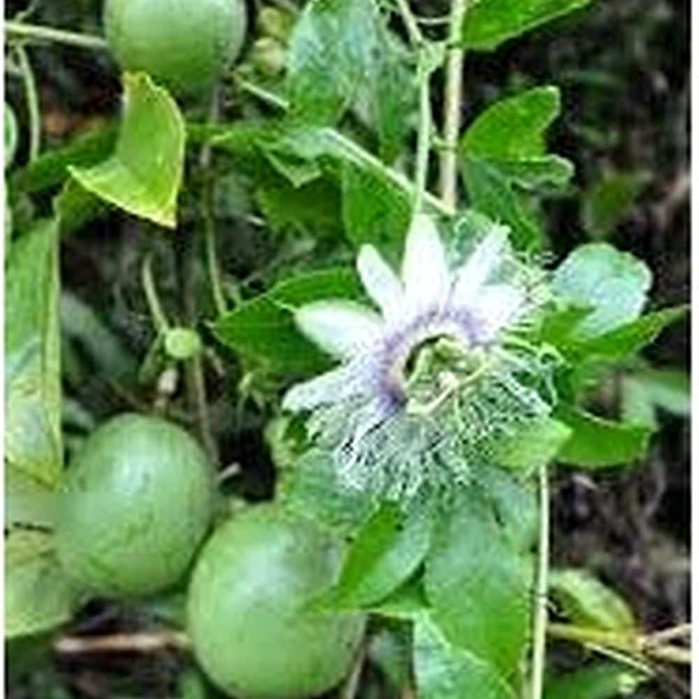 Edulis Fruit Seeds for Planting | Heirloom Non-GMO Organic Seeds for Sweet Garden Edulis Fruits [neera-v5-ac370bd12916ec310886]