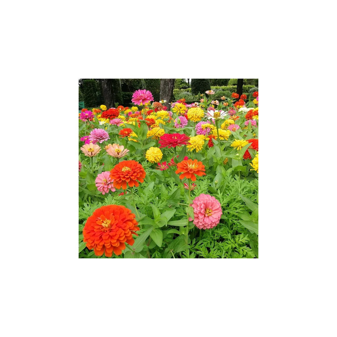 Zinnia Zinnia Elegans Cy Ba Flower For Planting In Backyard Flower Beds Or Garden Borders [neera-v5-ac37470a45f2126c4299]