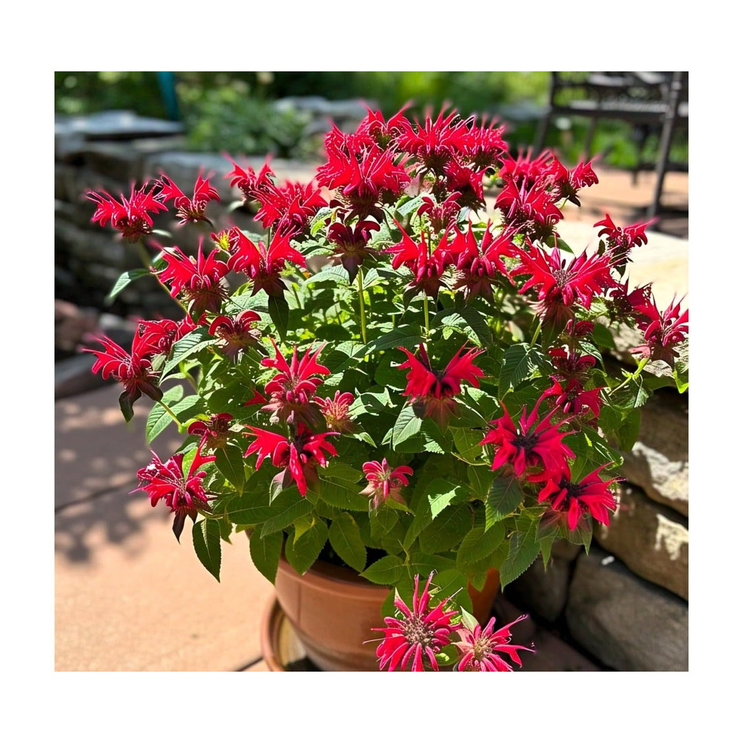 Red Panorama Bee Balm Flower Monarda Didyma For Pollinator And Herbal Gardens Flower Seeds for Home [neera-v5-ac426d679b9222ac198e]