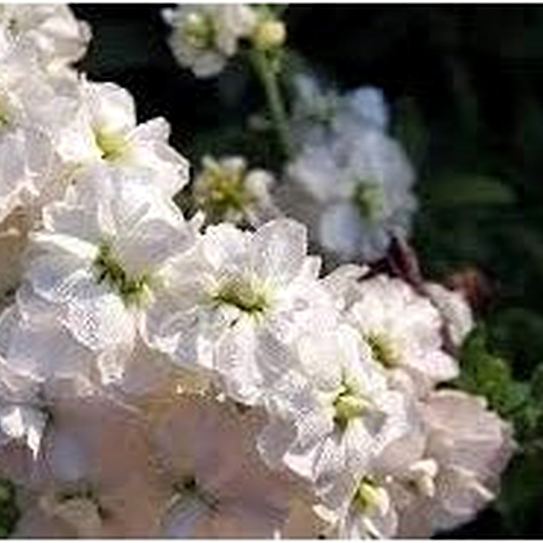 Heirloom White Mini Matthiola Incana Flower Seeds [neera-v5-ac447757a1e1553ffde7]
