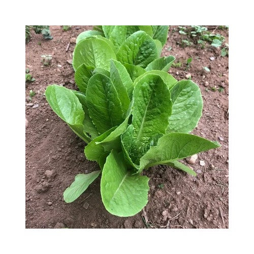 Paris Island Cos Lettuce Planting Wild Pigment Co Heirloom Non Gmo Flower Seeds Home Garden [neera-v5-ac45315c8efc94395ac2]