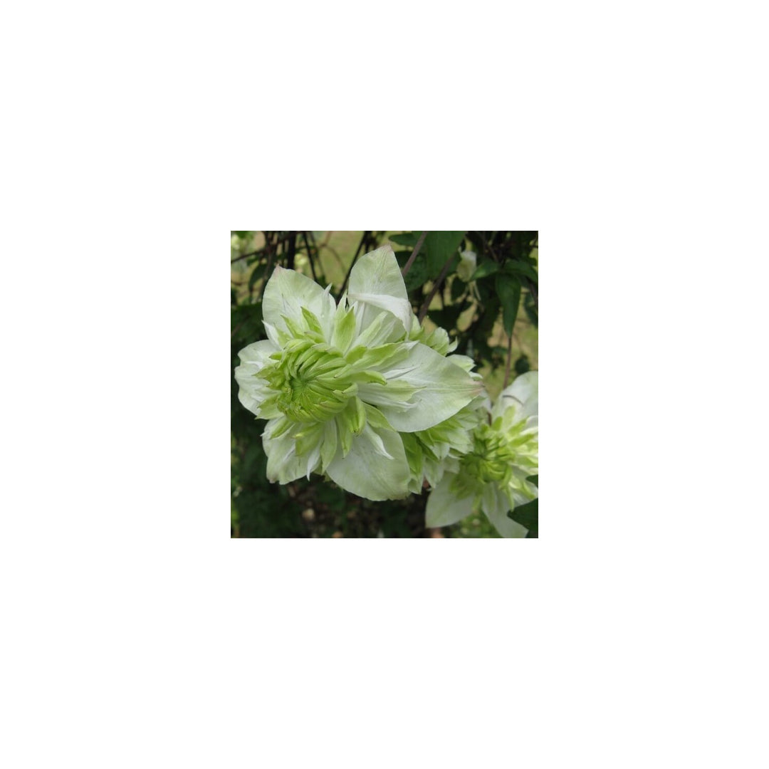 Green Light Clematis Flower Heirloom Non Gmo Climbing Blooms Garden Fences And Arbors Flower [neera-v5-ac509b72dbddf6d8fe70]